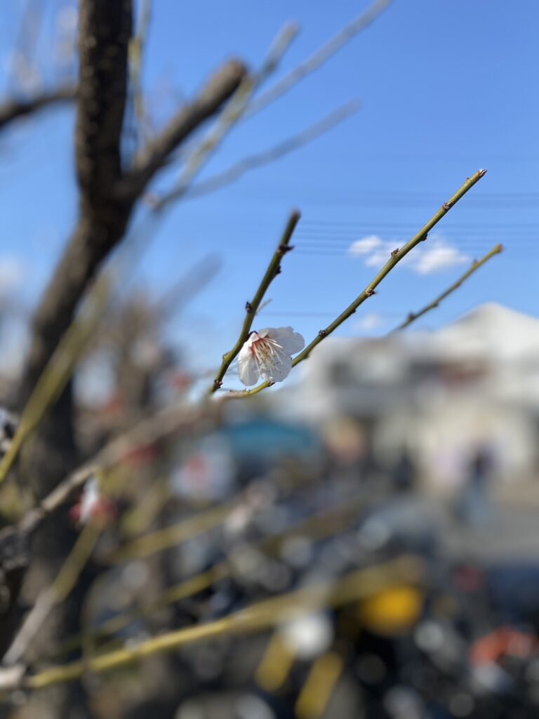 日高市醤遊王国駐車場の梅