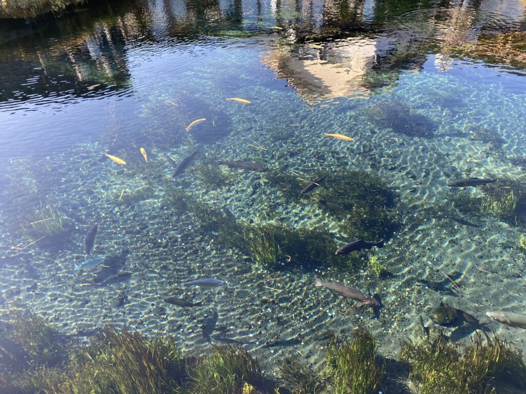 忍野八海の水の中の魚たち