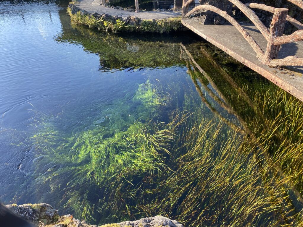 忍野八海の水流