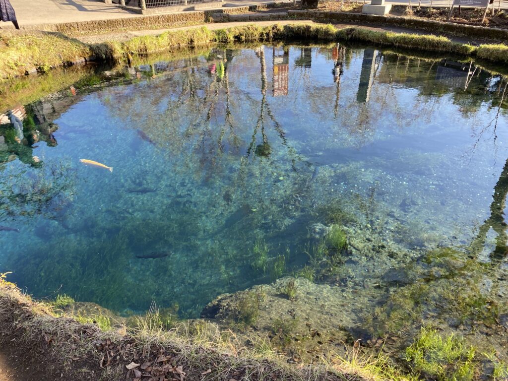 忍野八海の透明度が高い水