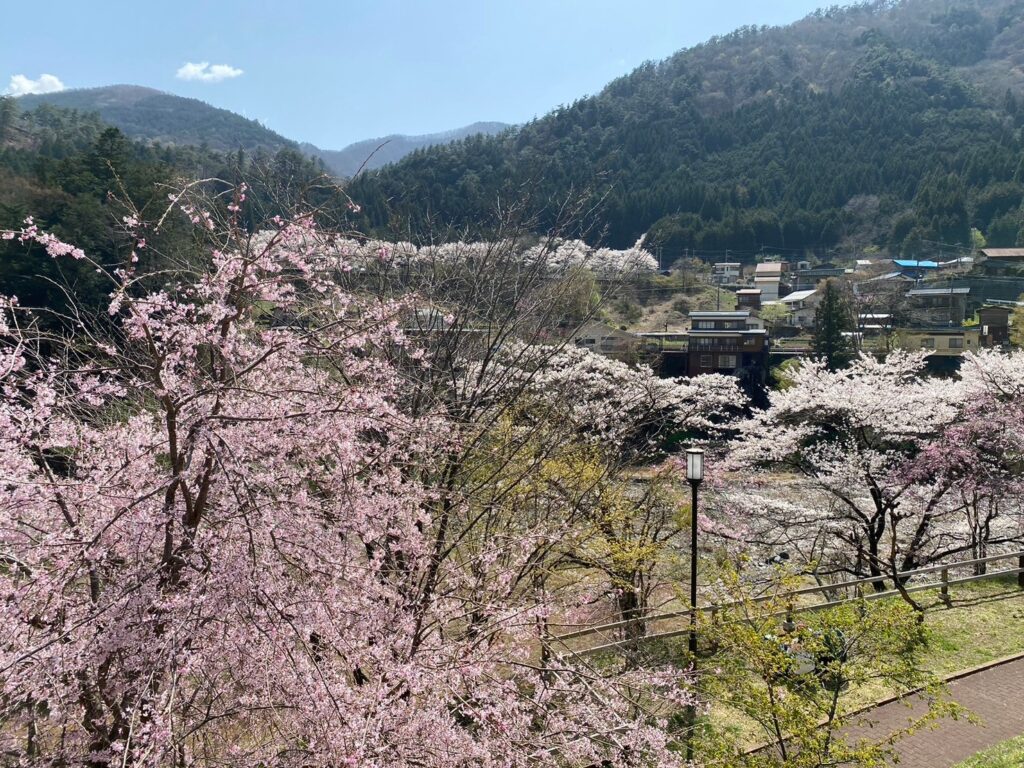 道の駅たばやまの桜