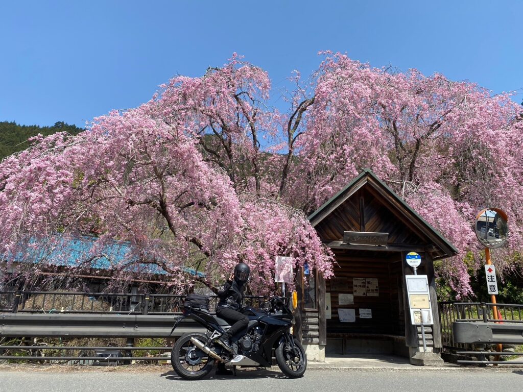 バス停に咲く桜とCBR400R